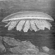 Image of Cassiopeidae Tilesius 1831