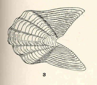 Image of Catophragmidae Utinomi 1968