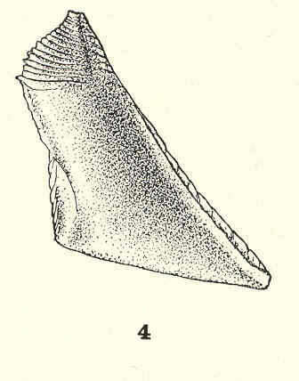 Image of Chthamaloidea Darwin 1854