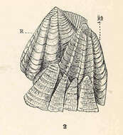 Image of Chthamaloidea Darwin 1854