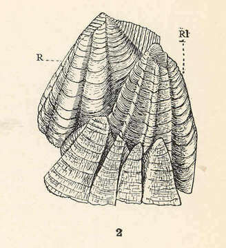 Image of Catophragmidae Utinomi 1968