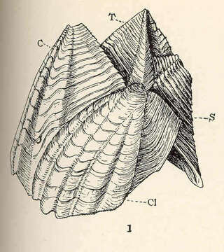 Image of Catophragmidae Utinomi 1968