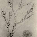 Image of Tricellaria ternata (Ellis & Solander 1786)