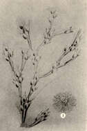 Sivun Buguloidea Gray 1848 kuva