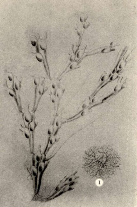 Image of Buguloidea Gray 1848