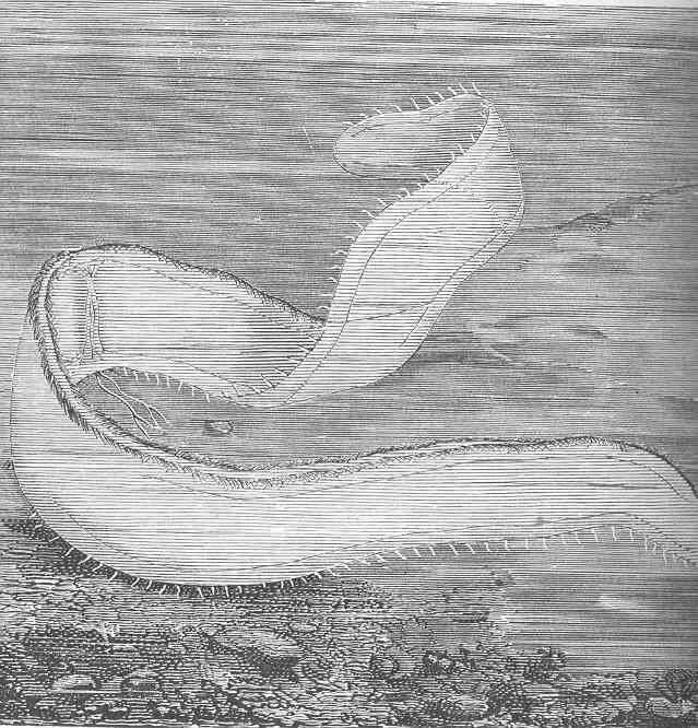 Image de Cestidae Gegenbaur 1856
