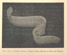Image of Venus girdle