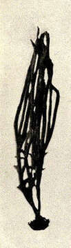 Image of Callyspongiidae Laubenfels 1936