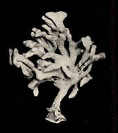Image of Callyspongiidae Laubenfels 1936
