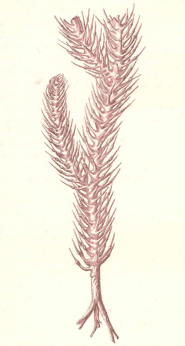 Plancia ëd Cladorhizidae Dendy 1922