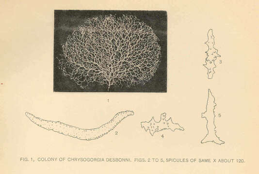 Image of Chrysogorgiidae Verrill 1883