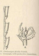 Imagem de Plumularioidea McCrady 1859