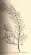 Imagem de Cladocarpus Allman 1874