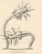 Image of Hydractiniidae L. Agassiz 1862