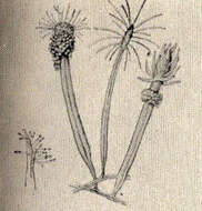 Image de Hydractiniidae L. Agassiz 1862