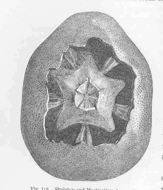 Слика од Clypeasteridae L. Agassiz 1835