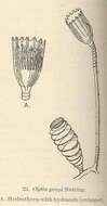 Image of Leptothecata Cornelius 1992