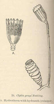 Imagem de Leptothecata Cornelius 1992