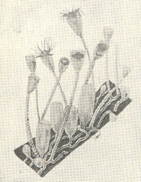 Image of Leptothecata Cornelius 1992