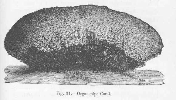 Image of creatures
