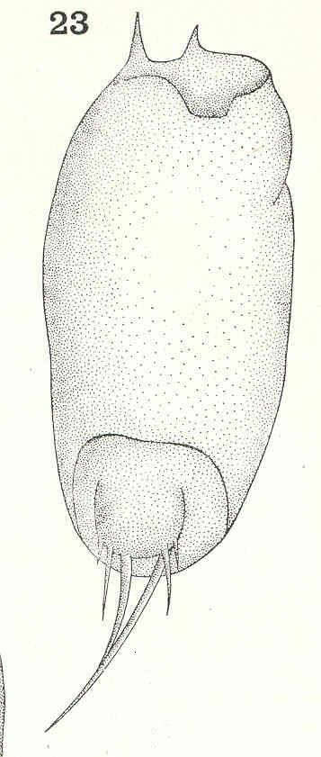 Image of Longodromitidae