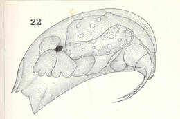 Image of Longodromitidae