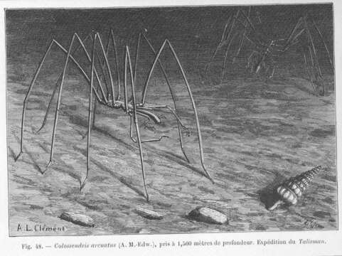 Image of sea spiders