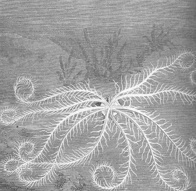 Image de Antedonoidea Norman 1865
