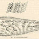 Image of Condylostoma patense Müller 1786
