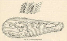 Image de Condylostoma Bory de St. Vincent 1824