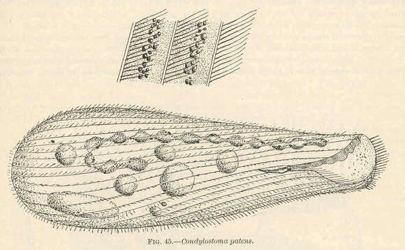 Image of Condylostomatidae