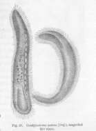Condylostomatidae的圖片