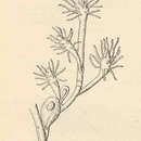 Image of Freshwater hydroid