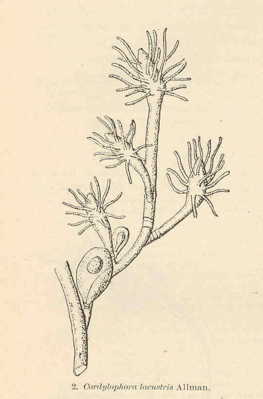 Слика од Cordylophoridae von Lendenfeld 1885