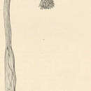 Image of Corymorpha pendula L. Agassiz 1862