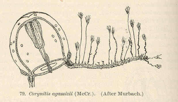 Imagem de Corynitis Geyer 1832