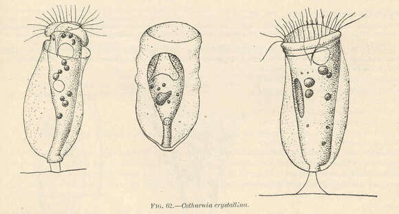 Image of Cothurnia Ehrenberg 1831