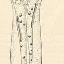 Image of Cothurnia imberbis Ehrenberg 1831