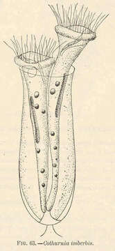 Image of Cothurnia imberbis Ehrenberg 1831