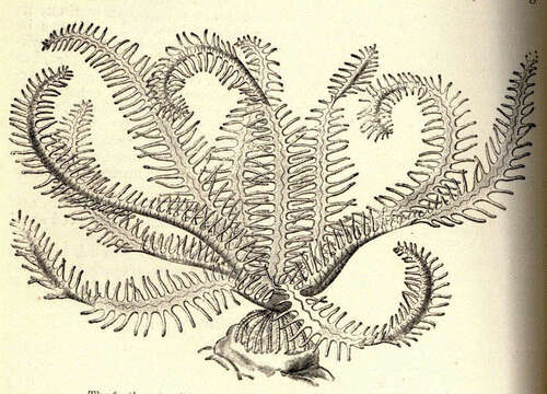 Image of crinoids and relatives