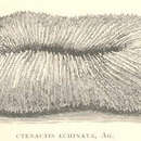 Image of Ctenactis echinata (Pallas 1766)