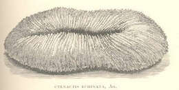 Image de Ctenactis Verrill 1864