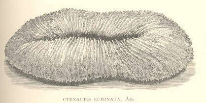 Image of Slipper coral