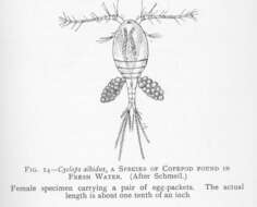 Image of Cyclopidae Rafinesque 1815