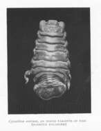 Image de Cymothooidea Leach 1814