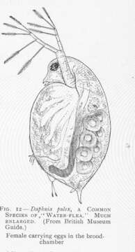 Image of Daphnia