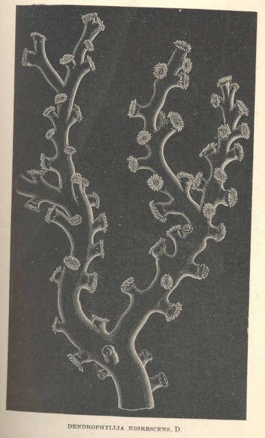 Sivun Tubastraea Lesson 1830 kuva