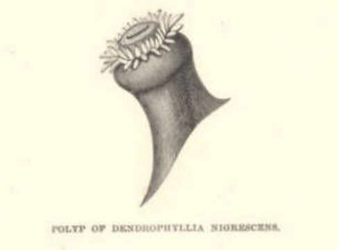 Image of Tubastraea Lesson 1830