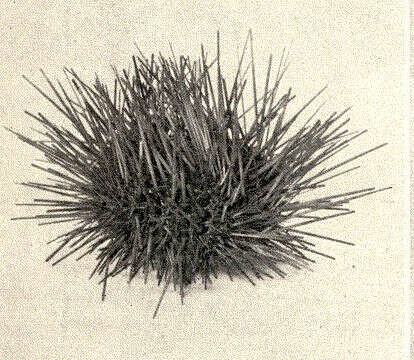 Image of Diadematoida Duncan 1889