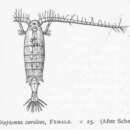 Image of Diaptomus Westwood 1836